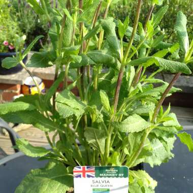 Salvia x sylvestris 'Blaukonigin' syn. Salvia 'Blue Queen'