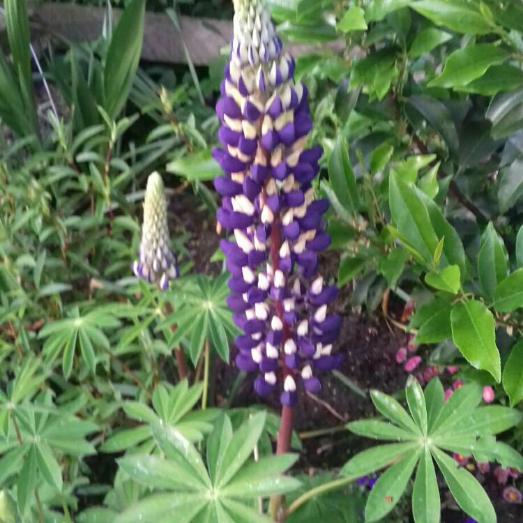 Plant image Lupinus 'Purple Emperor'
