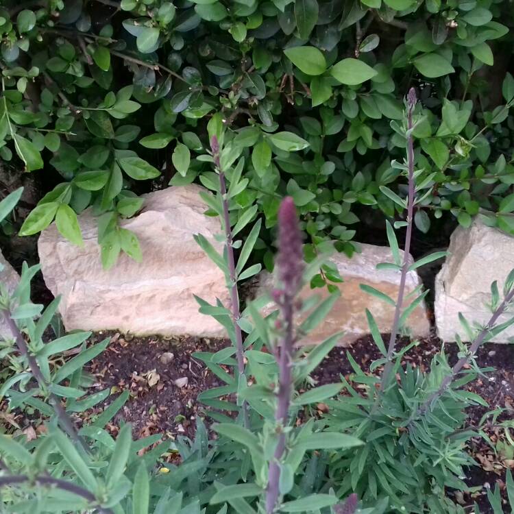 Plant image Linaria purpurea