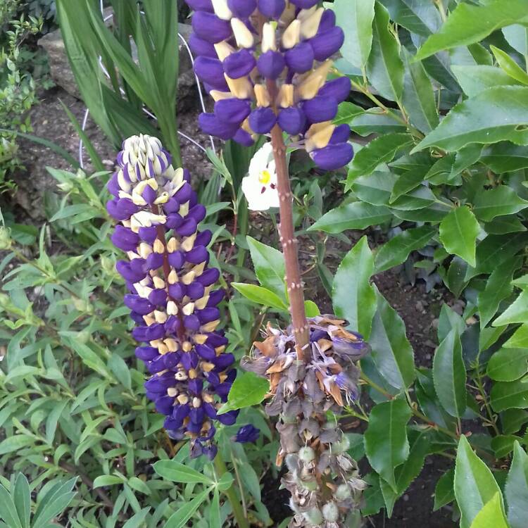 plant image 731620