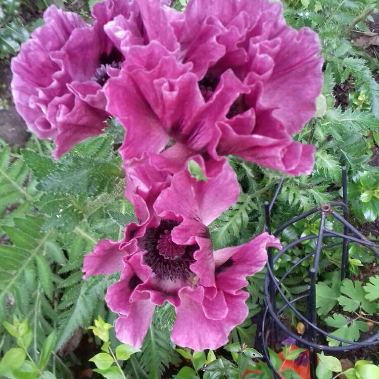 plant image 733249