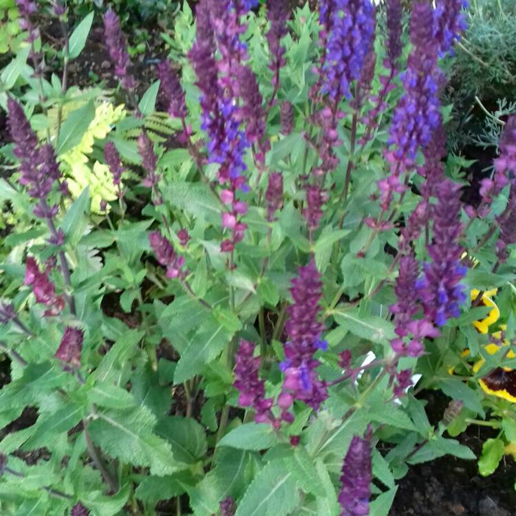 plant image 752445 plant image 752445