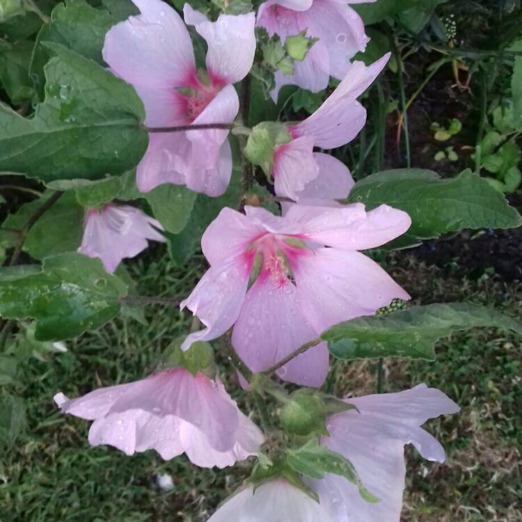 plant image 768548