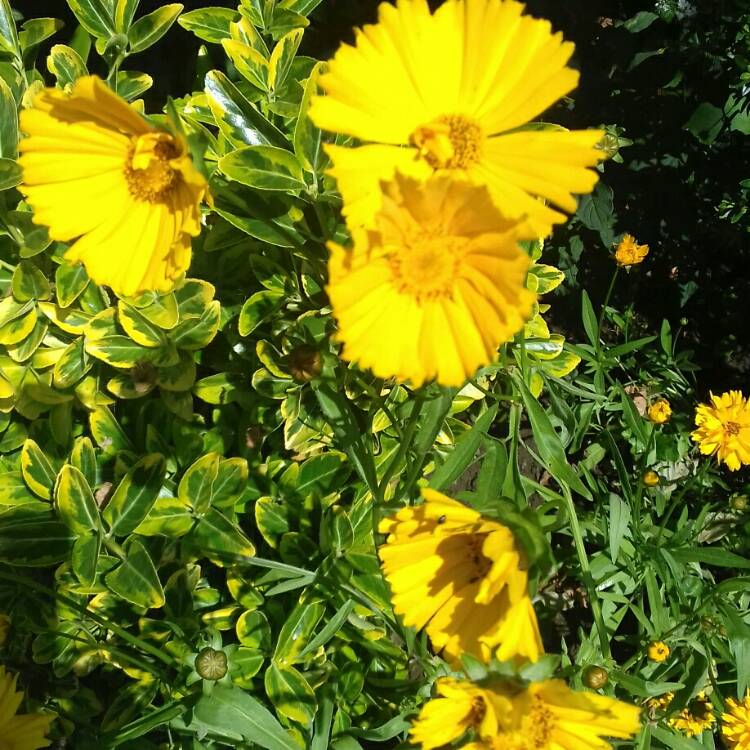 plant image 771119