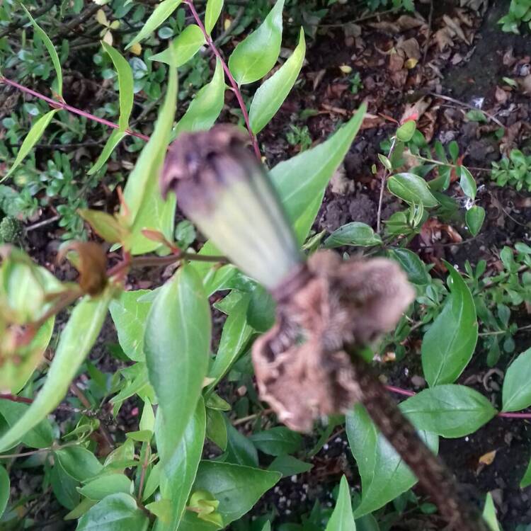plant image 772949