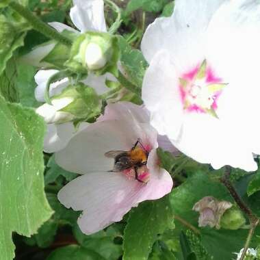 Lavatera trimestris