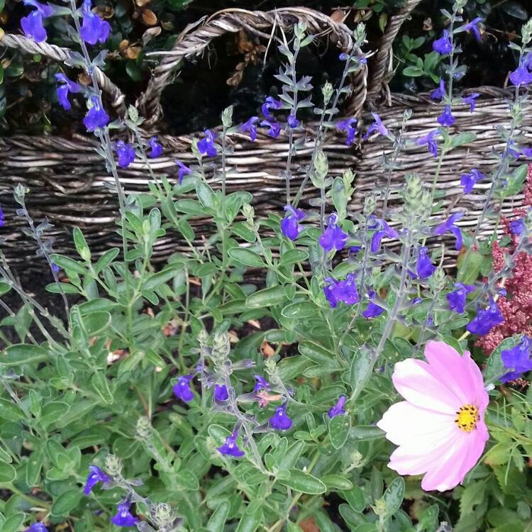 Plant image Salvia Microphylla 'Blue Note'