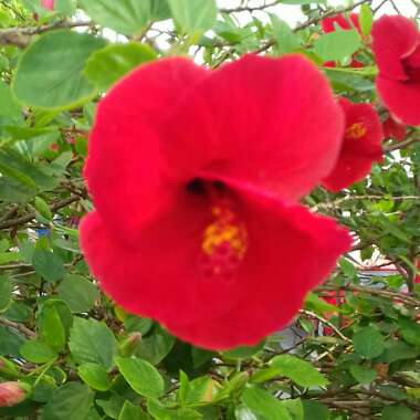 Hibiscus