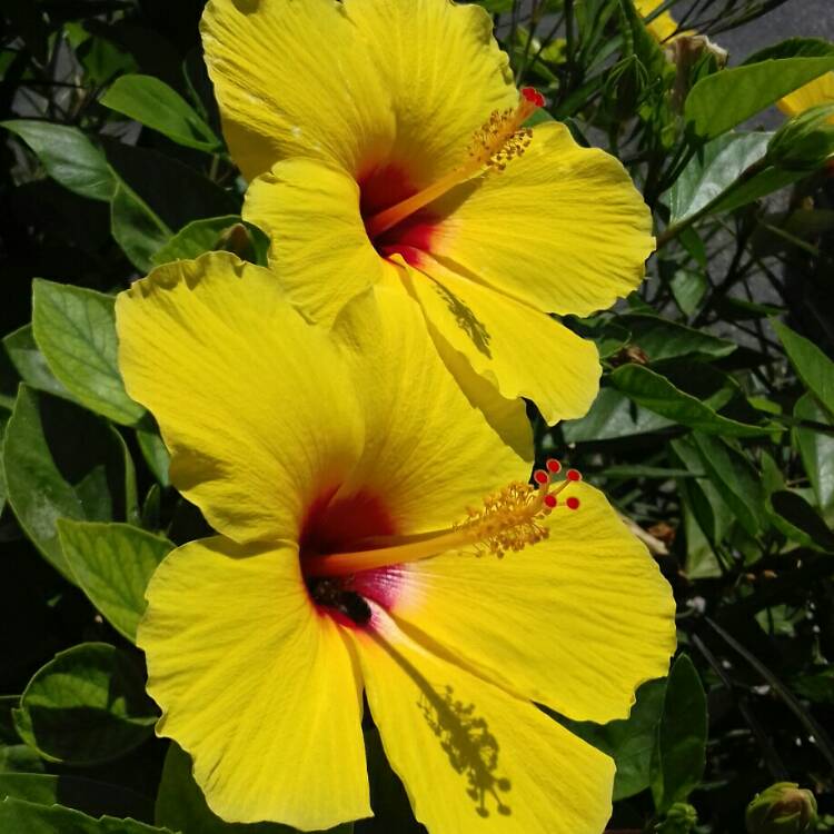 plant image 836448