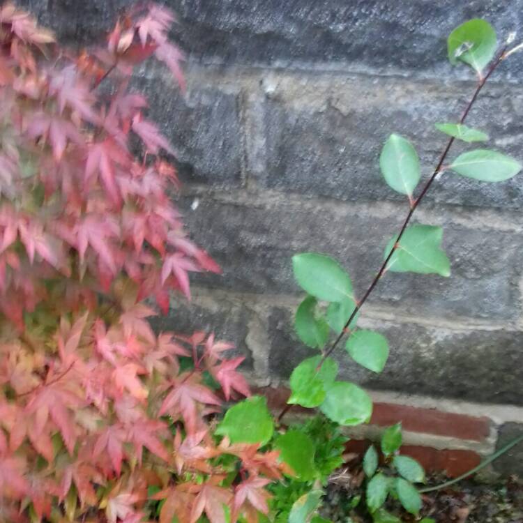 plant image 887948