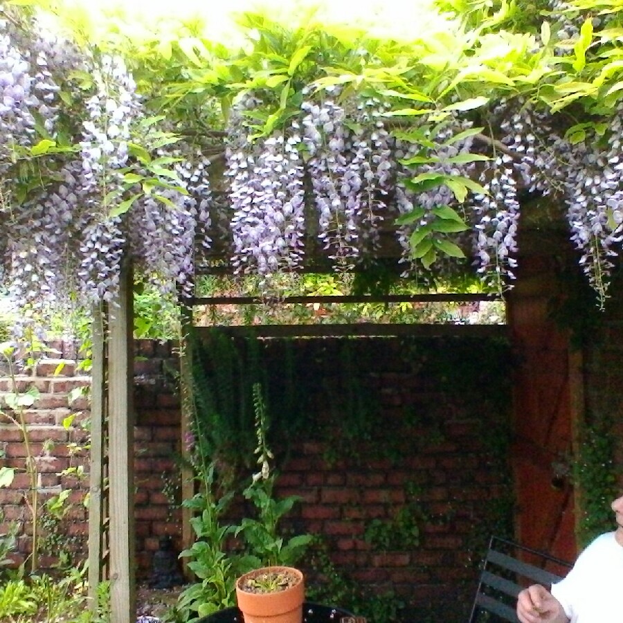 Midge's garden
