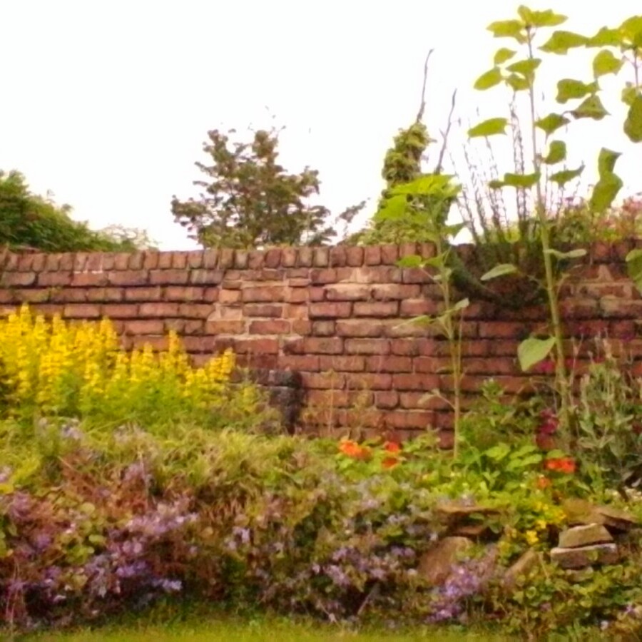 Midge's garden
