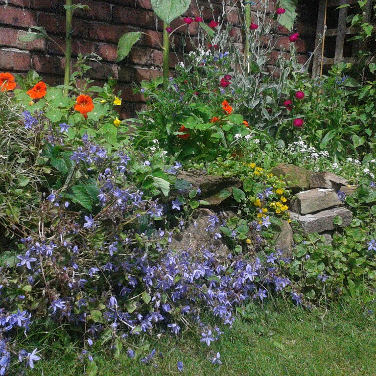 Midge's garden