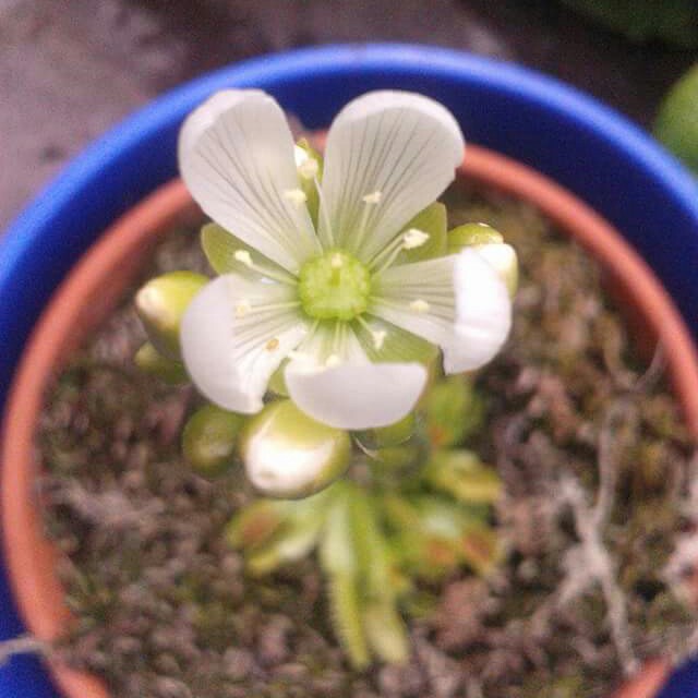 Midge's garden