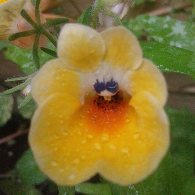 Midge's garden