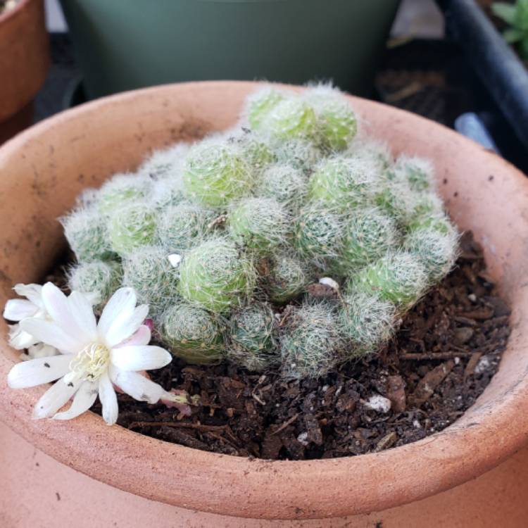 Plant image Rebutia pulvinosa subsp. albiflora syn. Rebutia albiflora, Aylostera albiflora