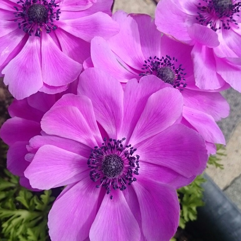 Plant image Anemone coronaria de caen 'Mr Fokker'