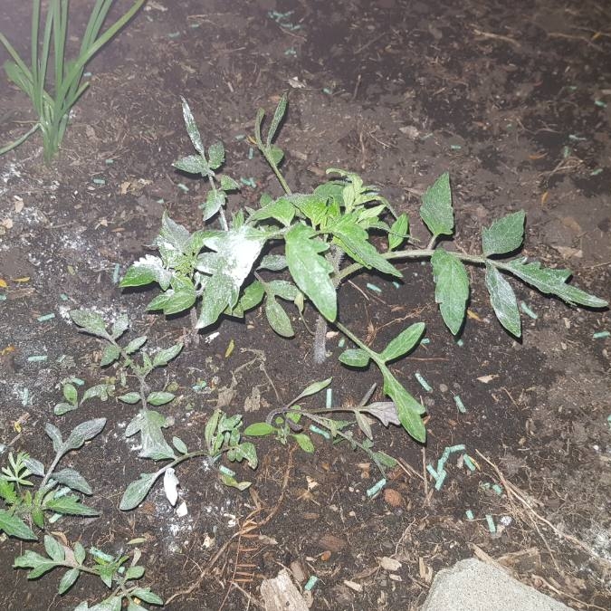 Plant image Solanum Lycopersicum var. cerasiforme 'Supersweet 100'