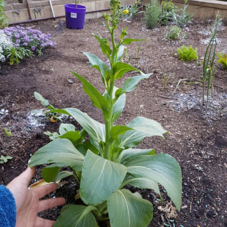 plant image 1173293