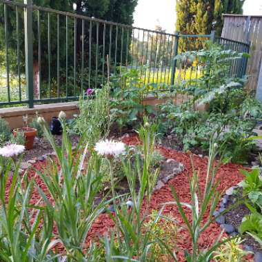 Mihye's garden