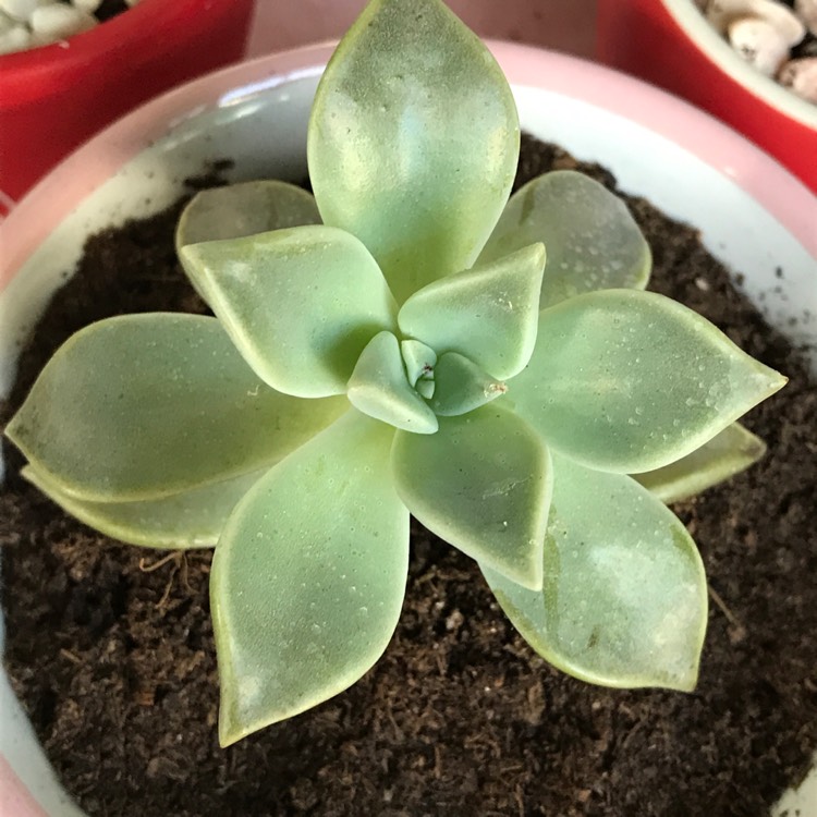 plant image 531810