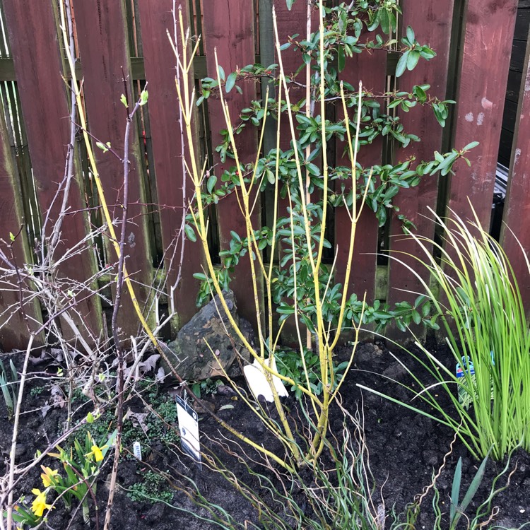 plant image 647691 plant image 647691