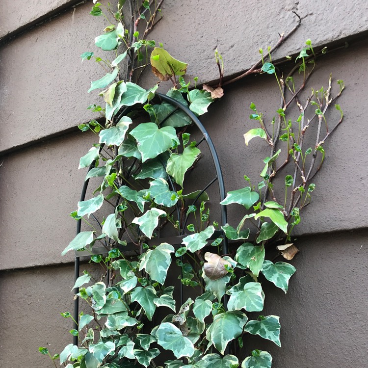 Plant image Hedera Algeriensis 'Gloire de Marengo'