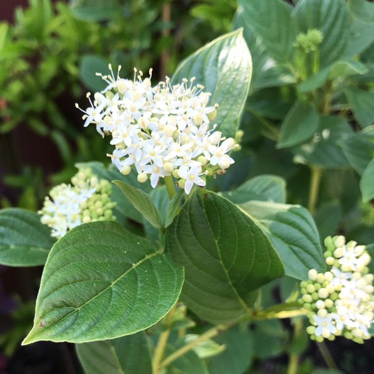 Plant image Cornus sericea 'Flaviramea' syn. Cornus stolonifera 'Flaviramea'