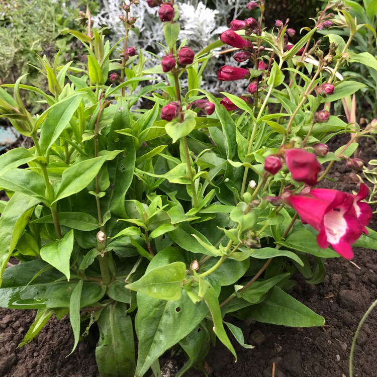 plant image 816480