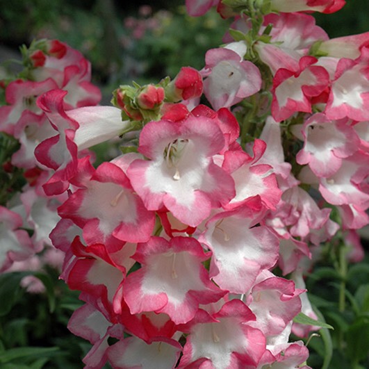 Plant image Penstemon 'Phoenix Rose'