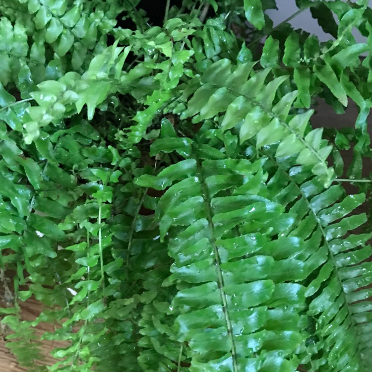Plant image Asplenium trichomanes