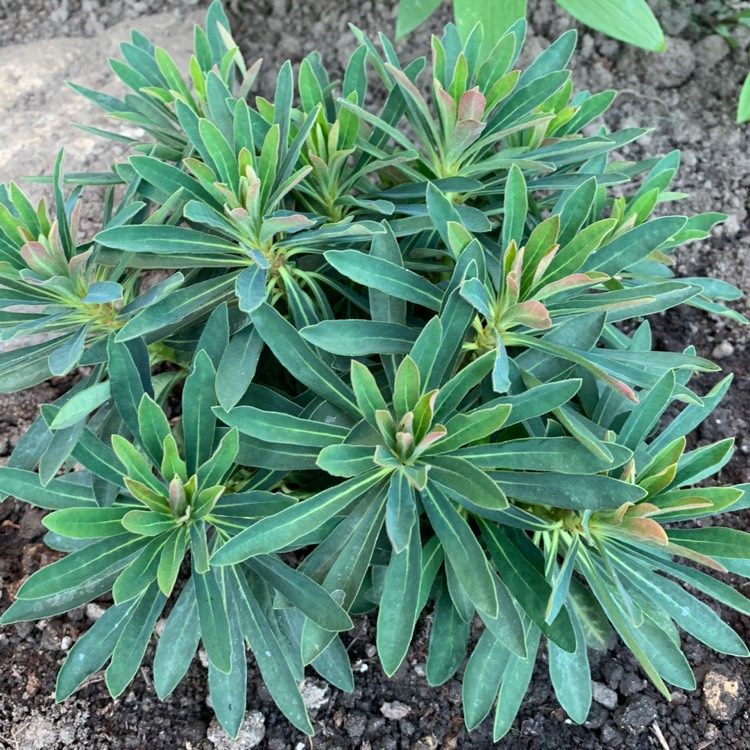 Plant image Euphorbia x martini 'Waleutiny' syn. Euphorbia x martini 'Tiny Tim'