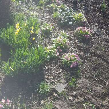 Michael's garden