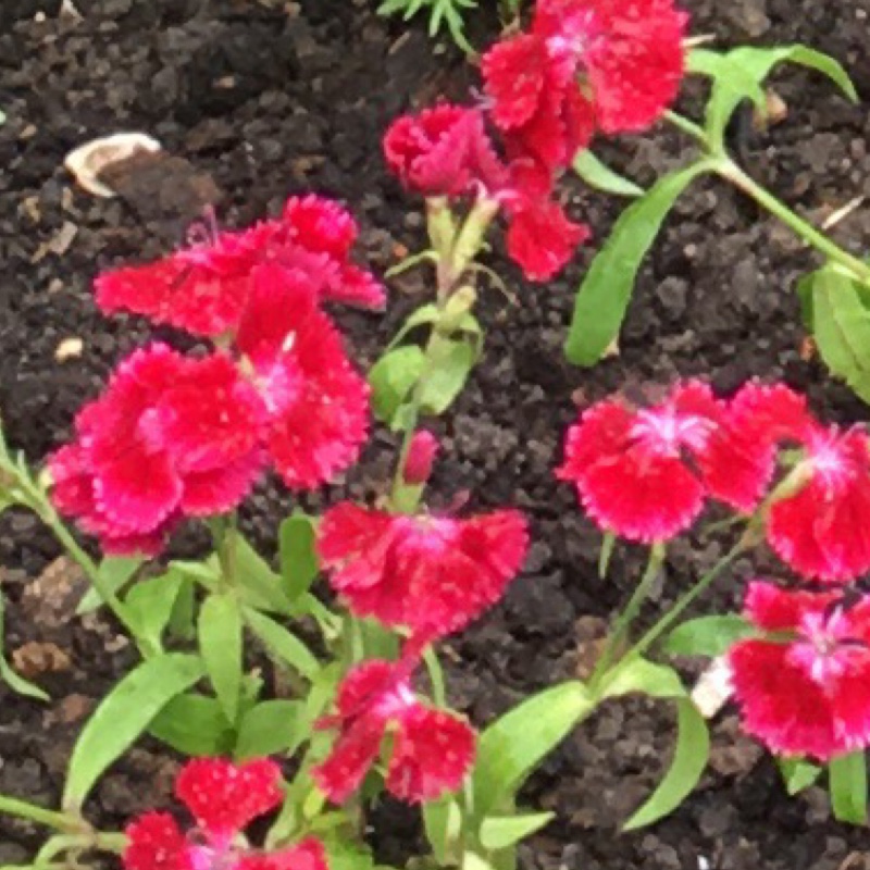 Plant image Dianthus barbatus 'Sweet™ Black Cherry'