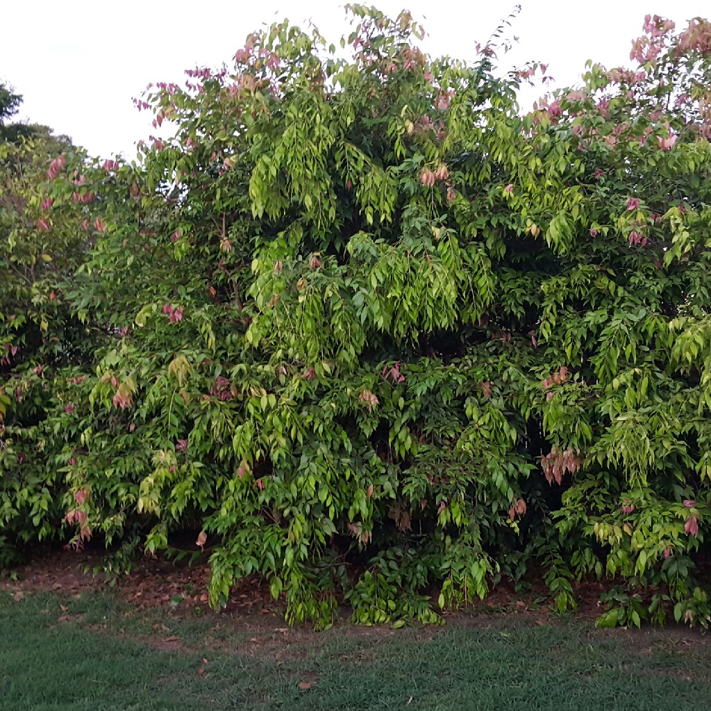 Plant image Syzygium 'Cascade'