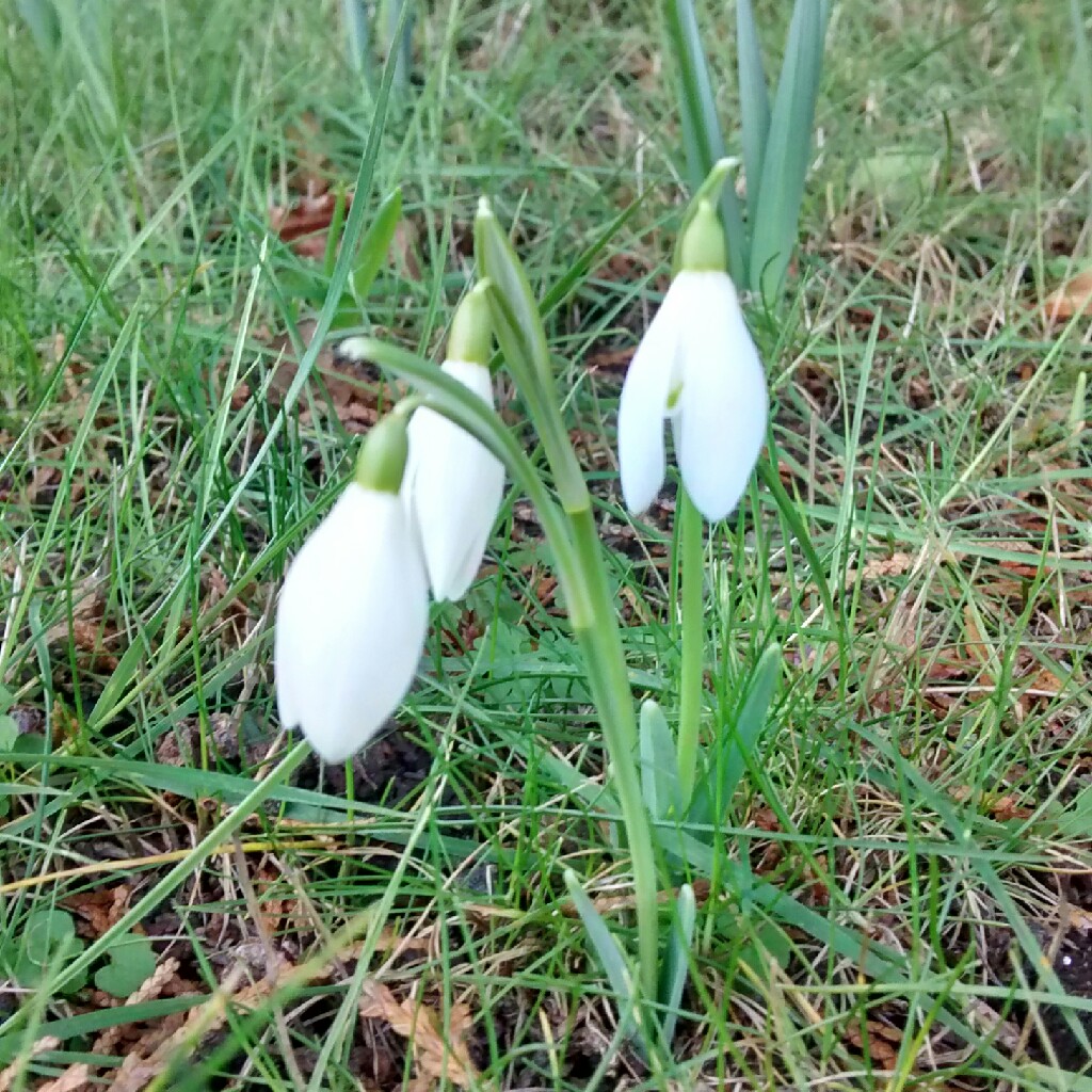 Plant image Leucojum vernum