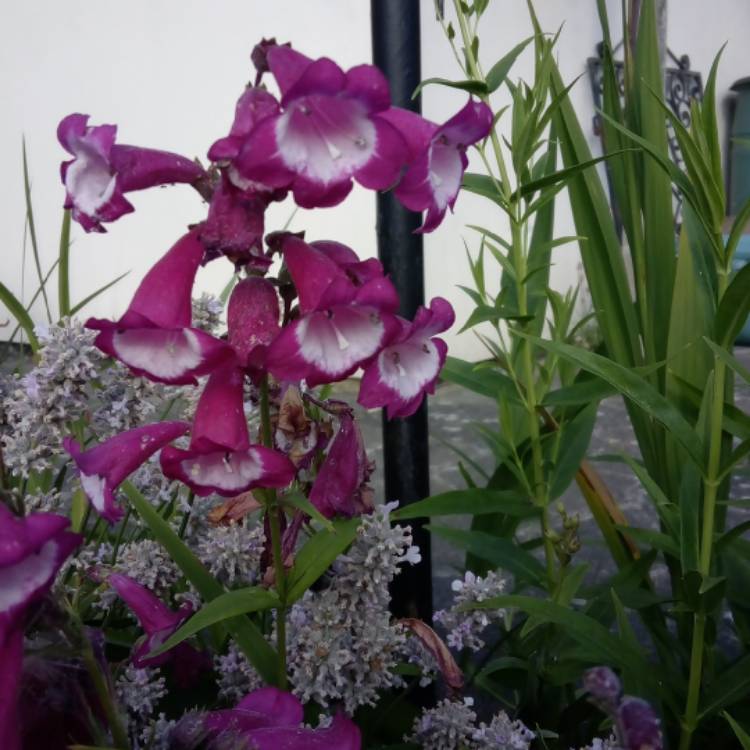 Plant image Penstemon 'Pensham Amelia Jane'