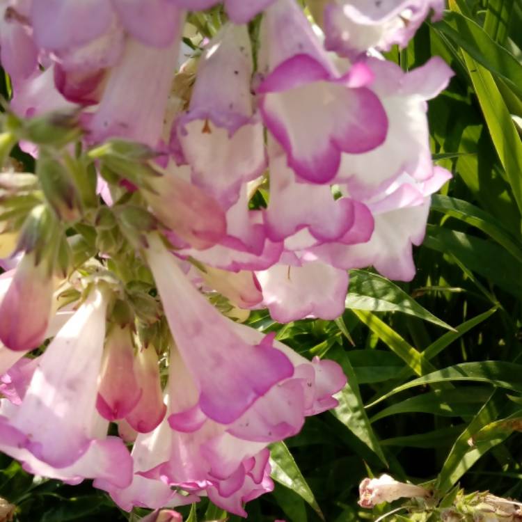 Plant image Penstemon 'Laura'