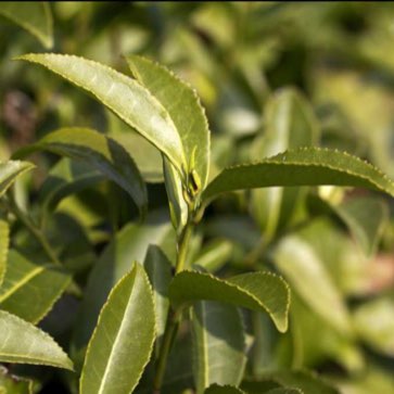 Plant image Camellia sinensis