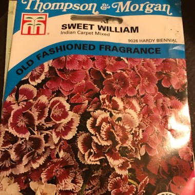 Sweet William