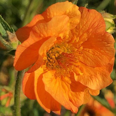 Geum 'Totally Tangerine'