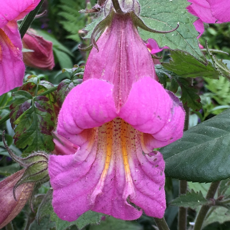 Plant image Rehmannia elata