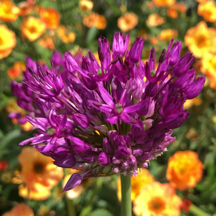 Plant image Allium hollandicum 'Purple Sensation' syn. Allium 'Purple Sensation', Allium aflatunense 'Purple Sensation'