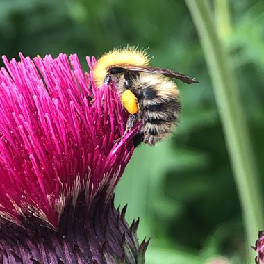 Cirsium heterophyllum