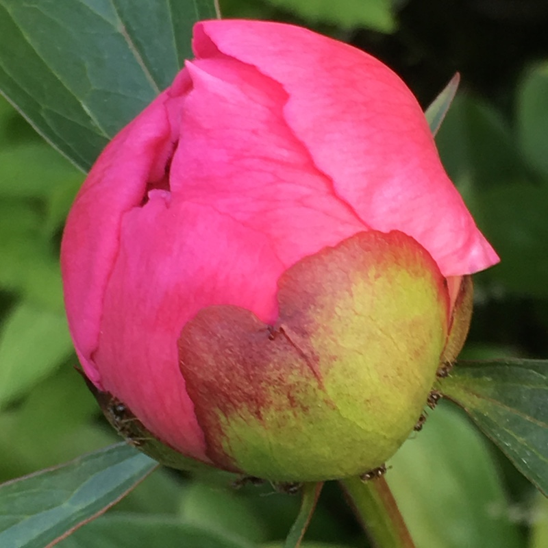 Paeonia lactiflora 'Sarah Bernhardt'