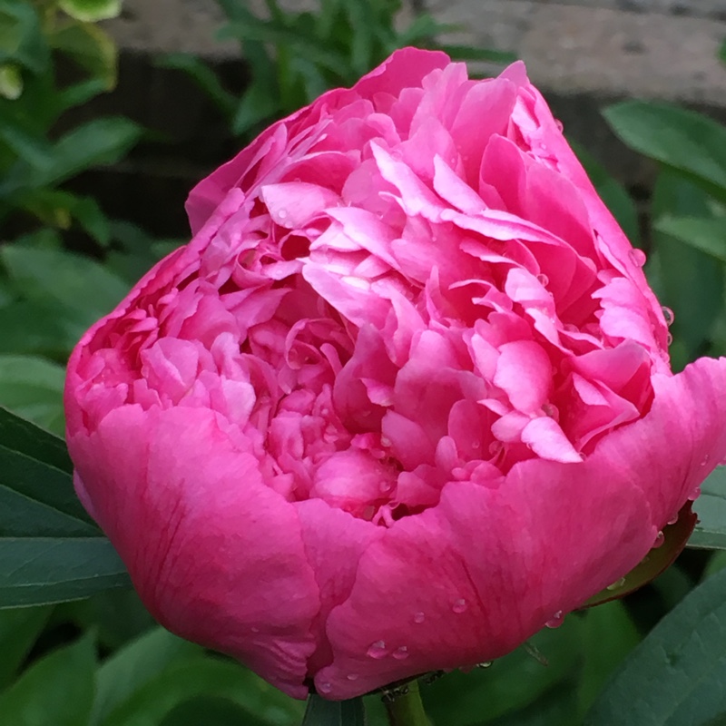 Plant image Paeonia lactiflora 'Sarah Bernhardt'