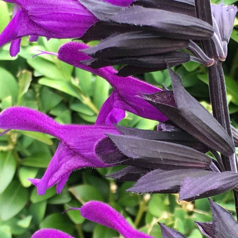 Salvia 'Amistad'