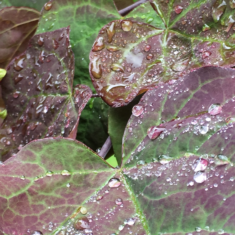 Plant image Cercis canadensis 'Forest Pansy' syn. Cercis canadensis 'Purple Leaf'