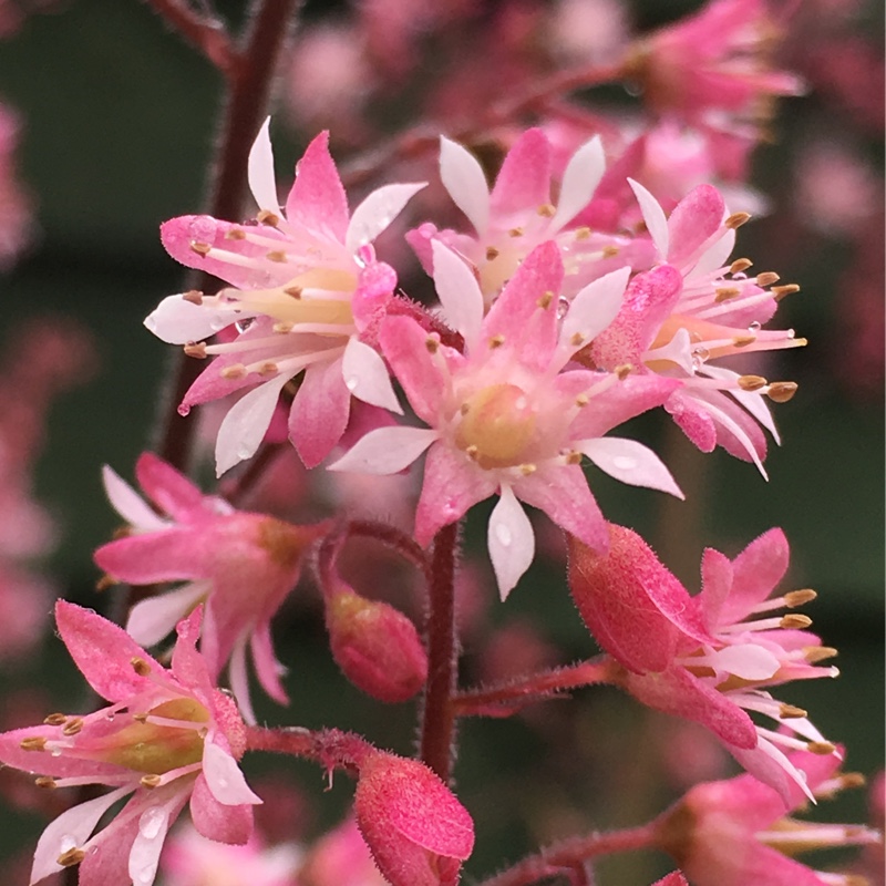 Heuchera 'Green Spice' syn. Heuchera americana 'Green Spice'