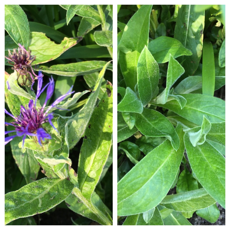 plant image 131267